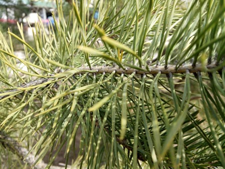 450x338  55 KB. Big one: 4352x3264  2821 KB