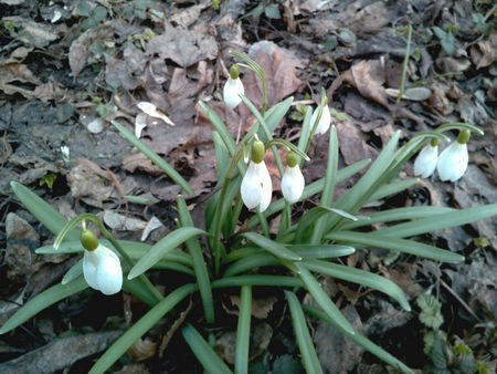 450x338  60 KB. Big one: 3264x2448  3085 KB