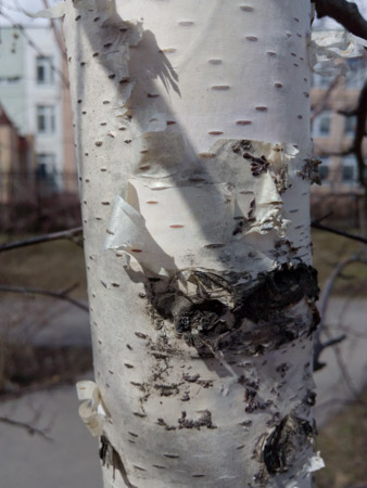 338x450  47 KB. Big one: 3120x4160  1543 KB