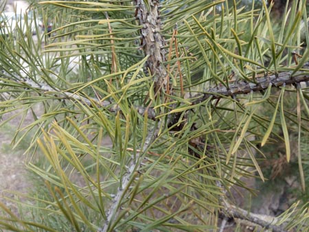 450x338  54 KB. Big one: 4160x3120  2570 KB