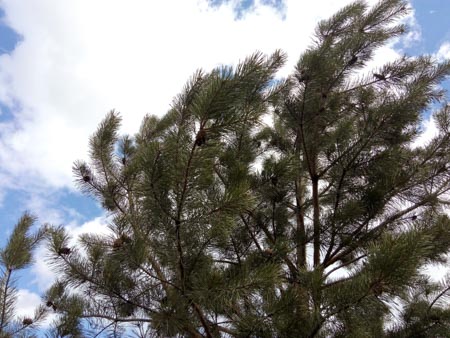 450x338  49 KB. Big one: 4160x3120  4216 KB