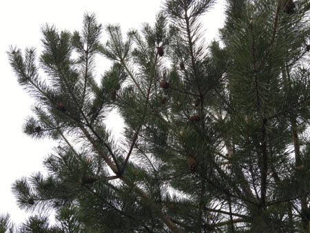 450x338  54 KB. Big one: 3984x2988  3882 KB