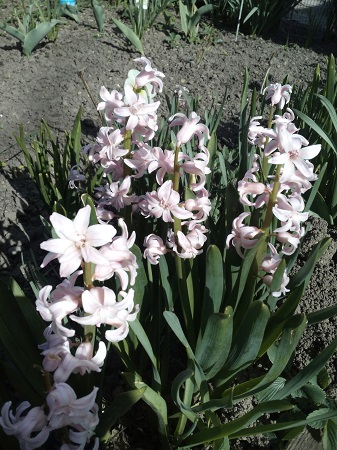 337x450  144 KB. Big one: 3120x4160  3610 KB