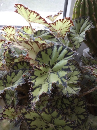 337x450  130 KB. Big one: 3120x4160  3678 KB