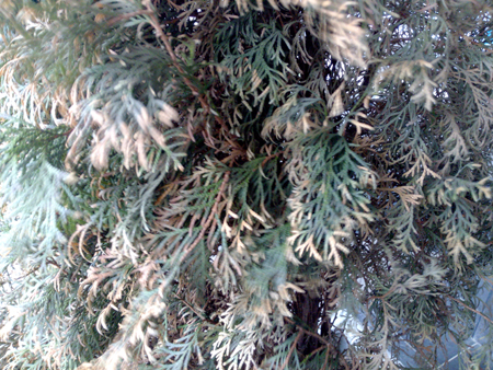 450x338  271 KB. Big one: 4608x3456  6090 KB