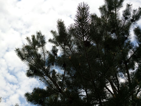 450x338  51 KB. Big one: 4928x3696  2640 KB