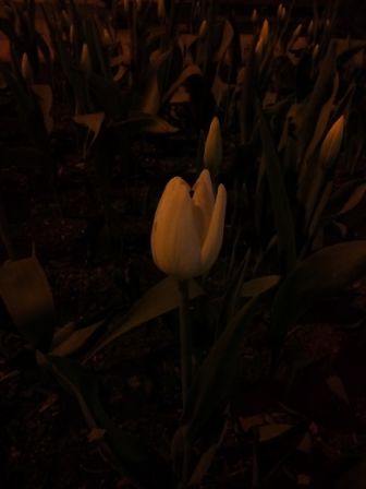 336x448  22 KB. Big one: 3120x4160  741 KB