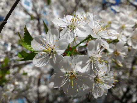 450x338  64 KB. Big one: 4096x3072  3931 KB