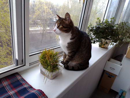 450x338  50 KB. Big one: 2560x1920  1952 KB