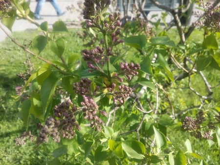 450x338  181 KB. Big one: 3264x2448  1693 KB