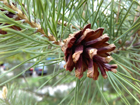 450x338  56 KB. Big one: 3200x2400  1180 KB