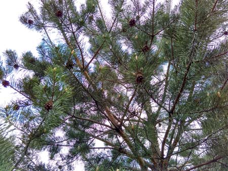 450x338  59 KB. Big one: 3200x2400  3142 KB