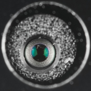 300x300  29 KB. Big one: 932x932  254 KB