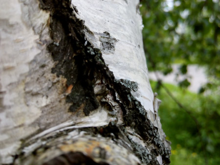 450x338  49 KB. Big one: 4160x3120  1289 KB