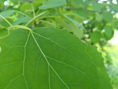 450x338  54 KB. Big one: 4160x3120  1264 KB