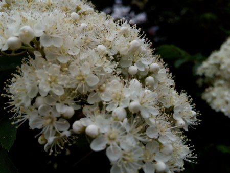 450x338  49 KB. Big one: 4160x3120  1149 KB