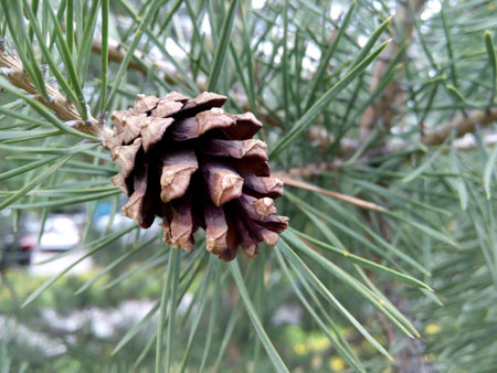 450x338  50 KB. Big one: 4160x3120  1517 KB