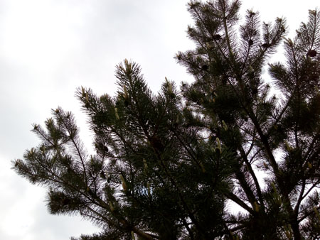 450x338  55 KB. Big one: 4160x3120  2770 KB