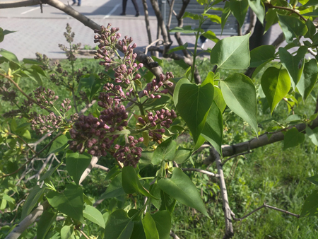 450x338  209 KB. Big one: 3264x2448  2725 KB