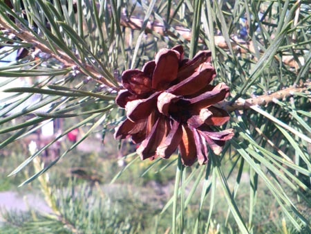 450x338  56 KB. Big one: 3200x2400  2013 KB