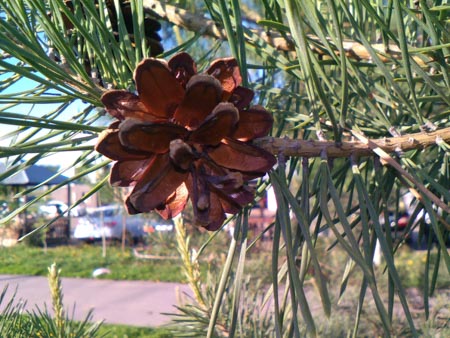 450x338  56 KB. Big one: 3200x2400  2022 KB