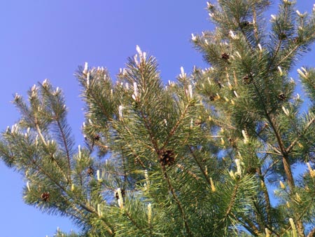 450x338  54 KB. Big one: 3200x2400  2773 KB