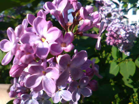 450x338  53 KB. Big one: 3200x2400  1235 KB