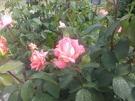 450x337  92 KB. Big one: 3264x2448  3164 KB