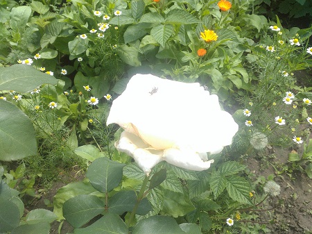 450x337  108 KB. Big one: 3264x2448  3018 KB