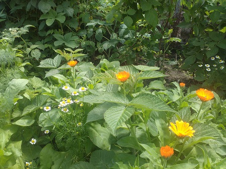 450x337  103 KB. Big one: 3264x2448  3493 KB