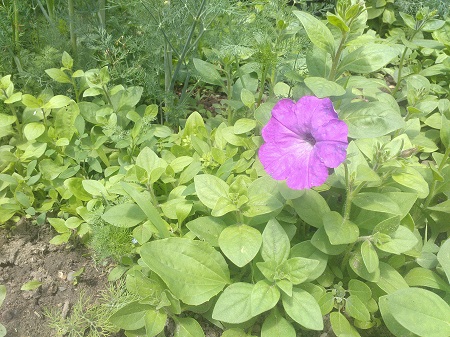 450x337  101 KB. Big one: 3264x2448  3309 KB