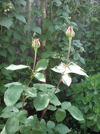 337x450  134 KB. Big one: 2448x3264  1950 KB