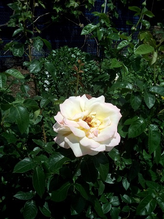 337x450  129 KB. Big one: 2448x3264  1701 KB