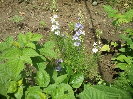 450x337  157 KB. Big one: 3264x2448  2631 KB