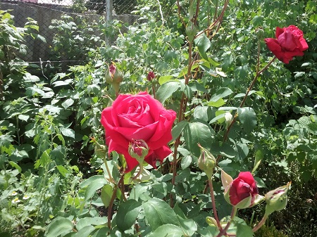 450x337  170 KB. Big one: 3264x2448  2508 KB