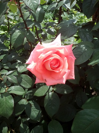 337x450  124 KB. Big one: 2448x3264  1708 KB