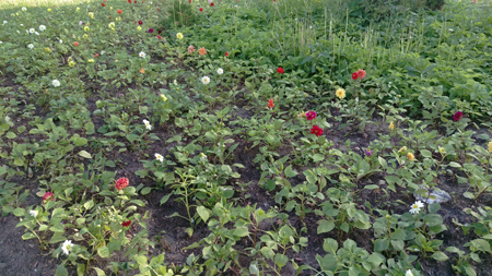 450x253  202 KB. Big one: 5376x3024  6293 KB