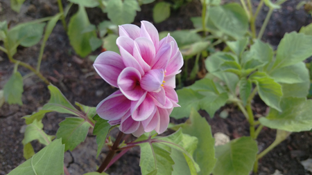 450x253  115 KB. Big one: 5376x3024  2524 KB