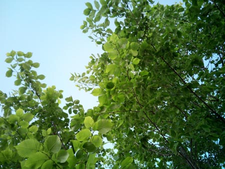 450x338  51 KB. Big one: 4160x3120  2283 KB