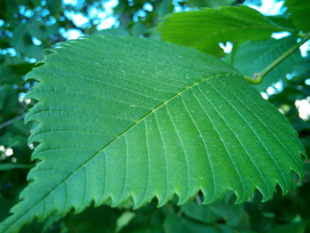 450x338  55 KB. Big one: 4160x3120  2110 KB