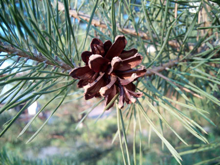 450x338  47 KB. Big one: 4160x3120  1896 KB