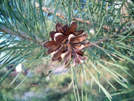 450x338  59 KB. Big one: 4160x3120  1921 KB