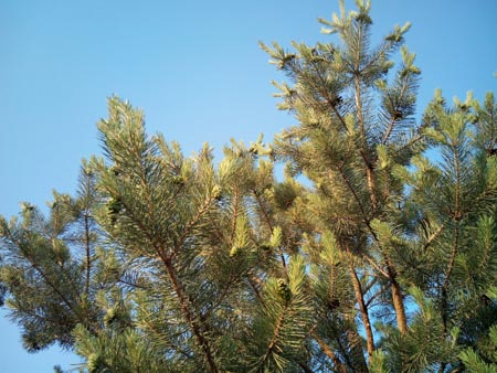 450x338  53 KB. Big one: 3264x2448  2506 KB