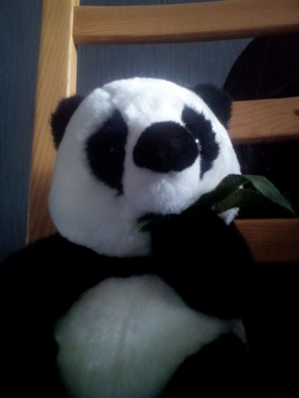 338x450  51 KB. Big one: 1200x1600  157 KB