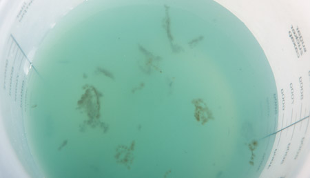 450x258  36 KB. Big one: 1500x861  119 KB