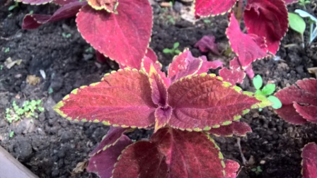 448x252  116 KB. Big one: 3840x2160  2878 KB