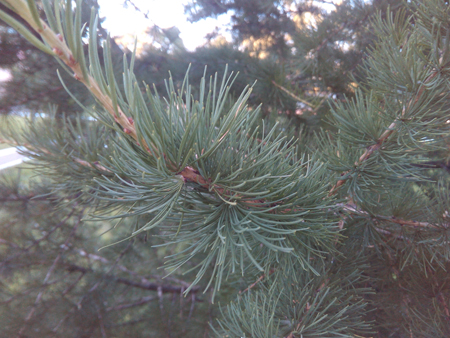 450x338  201 KB. Big one: 4160x3120  2021 KB