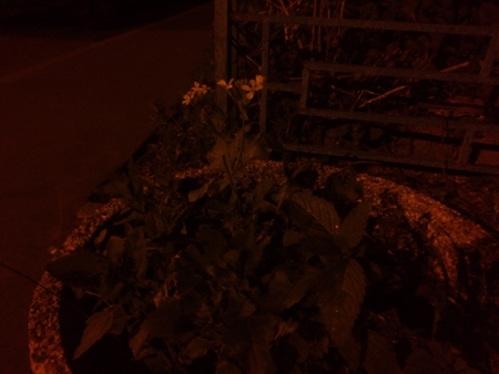 450x338  108 KB. Big one: 4160x3120  824 KB