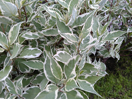 450x338  227 KB. Big one: 4160x3120  4311 KB