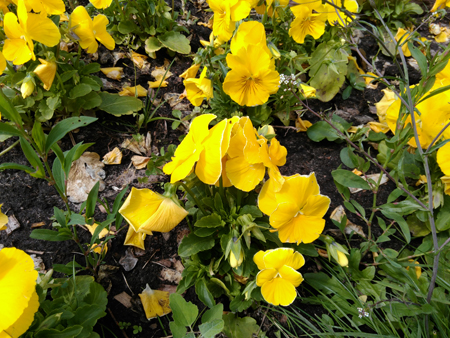 450x338  259 KB. Big one: 4160x3120  4260 KB